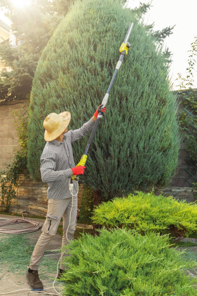 Best Tree Disease Treatment  in Fairmount, TN